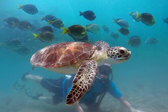 Beginner Scuba Diving with Turtles and Videos, San Juan - Key highlights to know