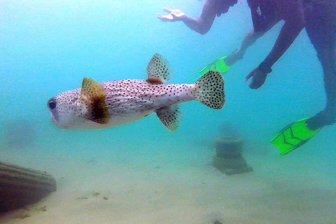 Beginner Scuba Diving with Turtles and Videos, San Juan - The 1 to 1.5 hours: what your time actually goes toward