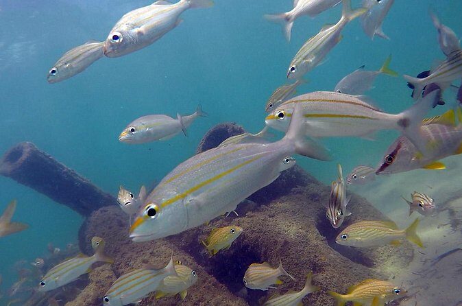 Beginner Scuba Diving with Turtles and Videos, San Juan - Safety and comfort: why the guide stays with you the whole time