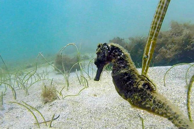 Beginner Scuba Diving with Turtles and Videos, San Juan - Who should book this in San Juan—and who should rethink it
