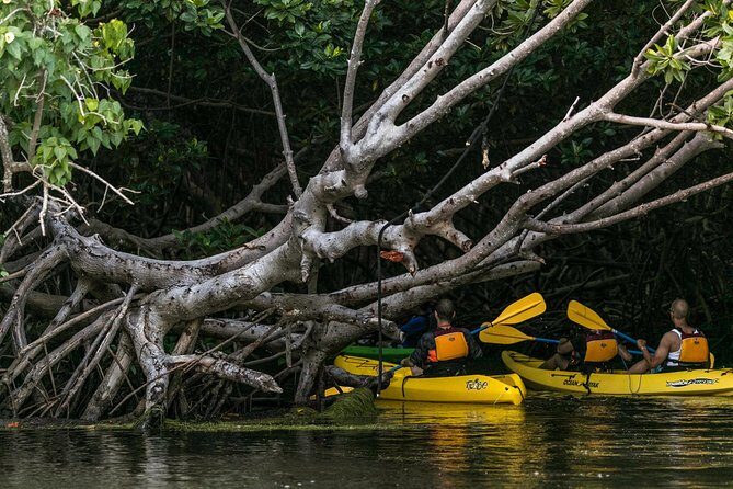Bio Bay Night Kayaking with Transport from San Juan Area - Group Size, Comfort, and the Little Frictions That Matter