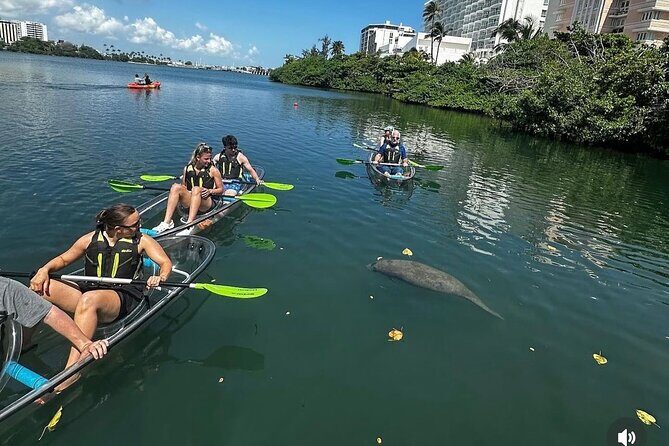 Clear Kayak Tour in Condado Lagoon - What the glass-bottom kayak does for your photos and your patience