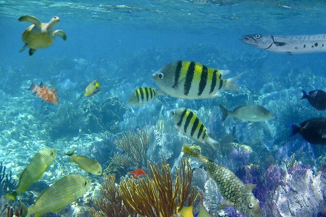 Culebra Snorkeling Tour by Catamaran from Fajardo - Who This Tour Fits Best (and Who Should Skip It)