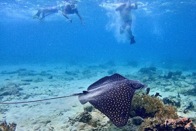 Culebra Swim with Turtles Adventure and Flamenco Beach by Ferry - Price and value: what $130 buys you (and what it doesn’t)