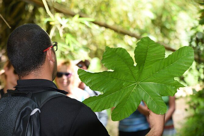 Discover El Yunque National Park: Half-Day Rainforest Tour - Stop 2: La Coca Falls—big water, easy viewing, great photos