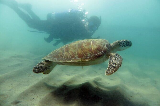 Discover Scuba Diving in San Juan - Key highlights worth knowing