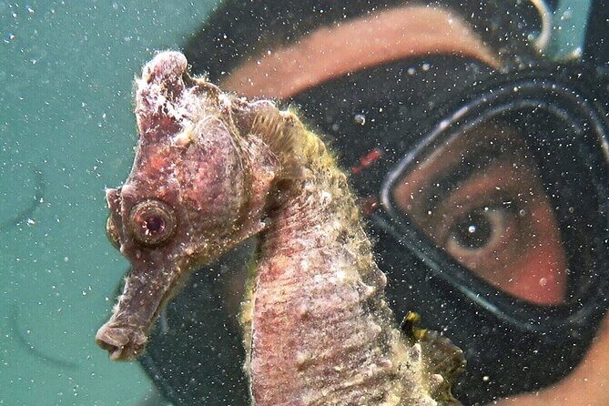 Discover Scuba Diving in San Juan - Price and value: is $185.50 worth it?