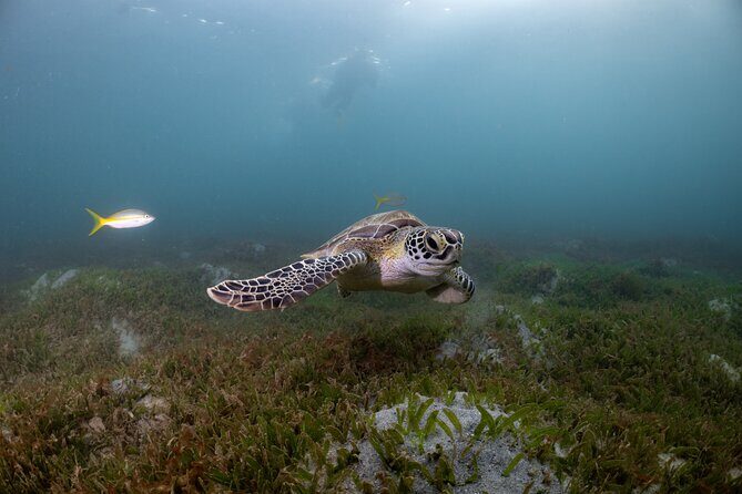 Discover Scuba Diving in San Juan - Getting to Scuba Dogs: meeting point reality check