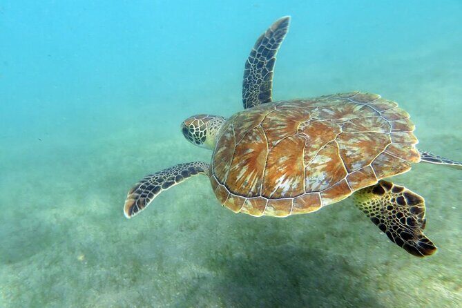 Discover Scuba Diving in San Juan - What you’ll see underwater: fish, turtles, and the park’s built features