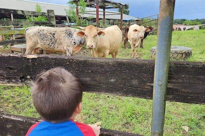 Eco Friendly Farming Tour to Explore Dorado's Most Beautiful Farm - What to wear: mud, sun, and the kind of shoes you’ll thank yourself for