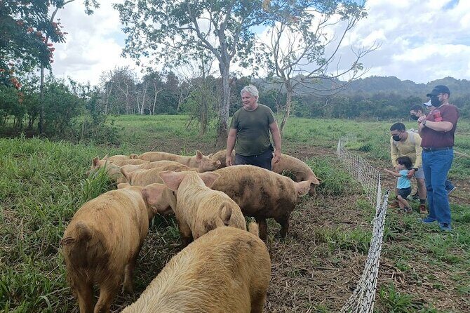 Eco Friendly Farming Tour to Explore Dorado's Most Beautiful Farm - The Giant Grass Maze: a 3-mile follow-up you can add