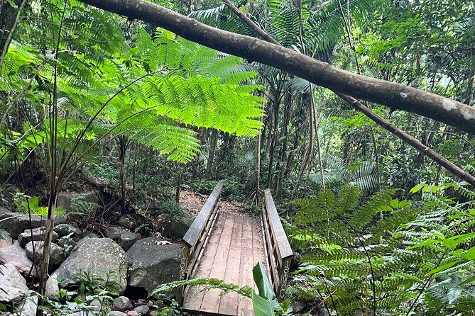 El Yunque National Forest Guided Tour with Transport - Key Things You’ll Notice on This El Yunque Tour