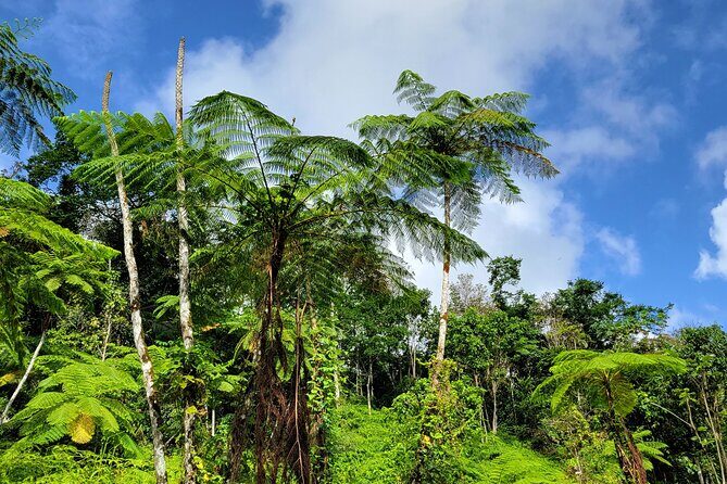 El Yunque Rainforest and Luquillo Kiosk Day Trip - Pace and fitness: who this tour fits best