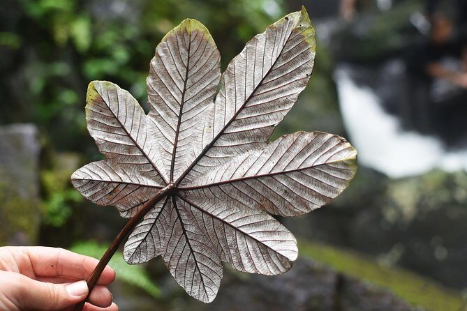 From San Juan: El Yunque Rainforest Hiking Adventure - The 7:30 am start: how the pacing works in real life