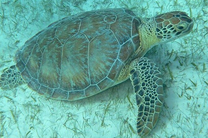 Get SCUBA Certified at San Juan - What your PADI Open Water course is really teaching you