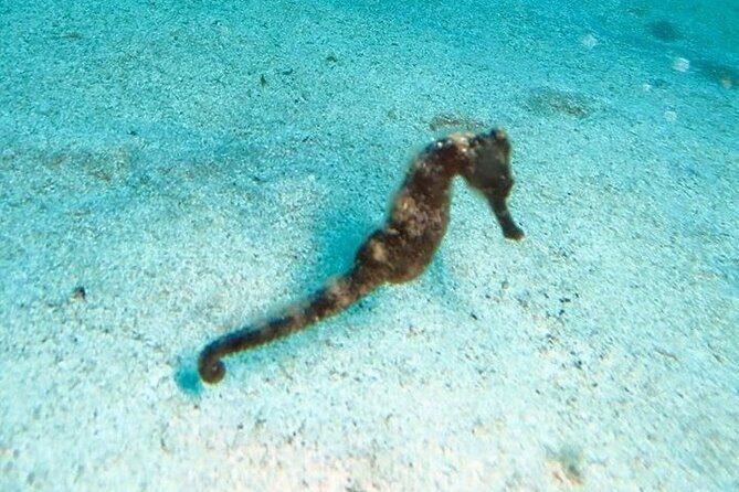 Get SCUBA Certified at San Juan - Marine life in Escambrón: turtles, tropical fish, and why protected water matters