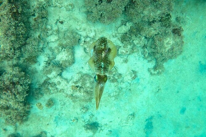 Guided Snorkeling adventure in San Juan - The guided reef swim: what you’ll look for and how you’ll feel