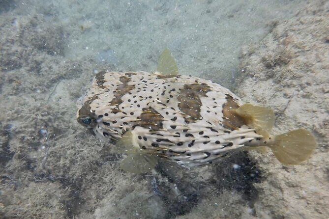 Guided Snorkeling adventure in San Juan - Not from a boat: the practical advantage of walking in