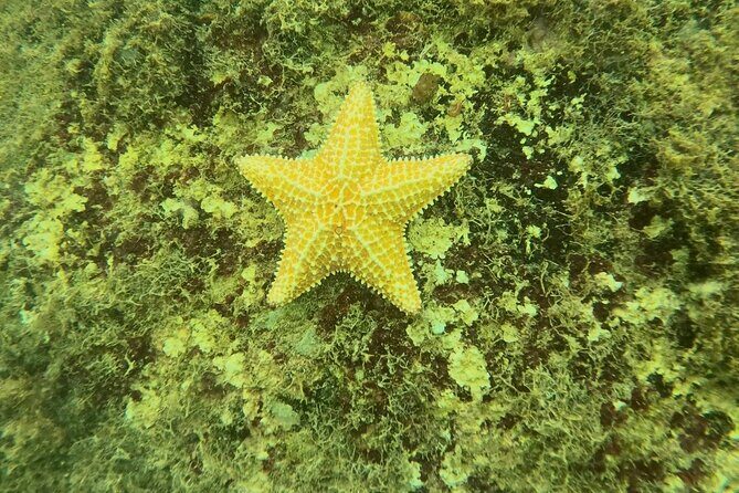Guided Snorkeling adventure in San Juan - Price and value: $76.70 that makes sense