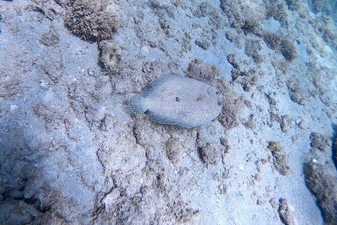 Guided Snorkeling adventure in San Juan - Who this snorkel fits best (and who might want something else)