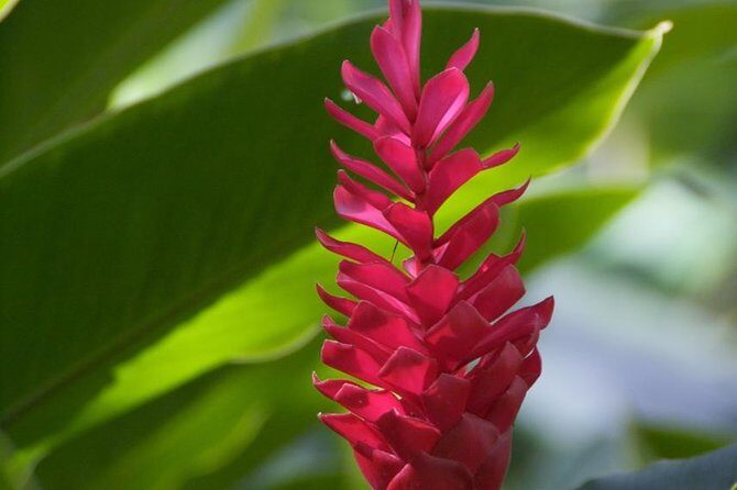 Half-Day El Yunque National Forest Tour from San Juan - Torre Yokahu: climb the tower, then take the scenic trail