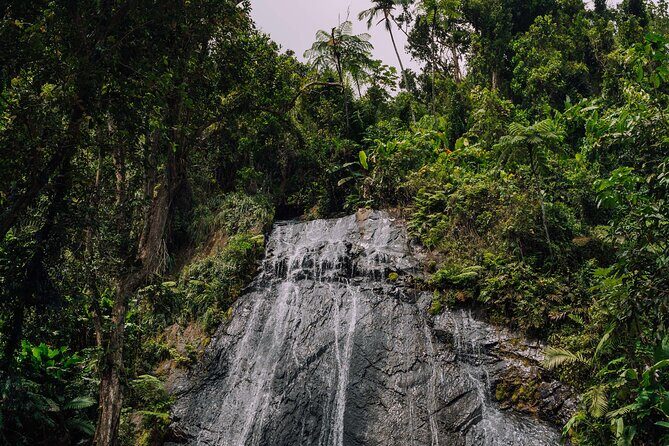 Half-Day El Yunque National Forest Tour from San Juan - Price and logistics: getting value from a short day