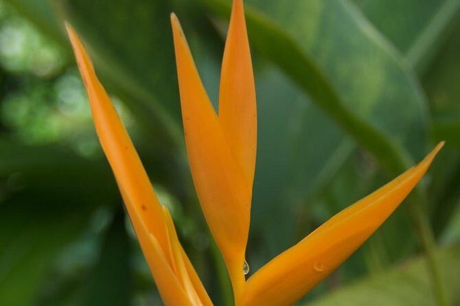 Half-Day El Yunque National Forest Tour from San Juan - Practical tips: how to show up ready for El Yunque