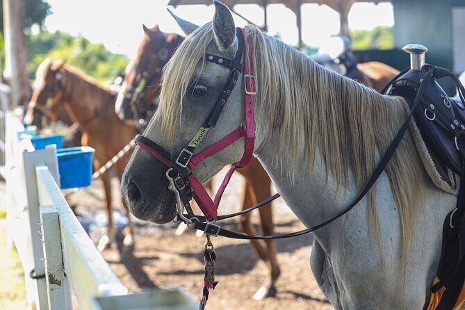 Horseback Riding Tour at Private Ranch - Price and value: does $113 make sense for 2 hours?