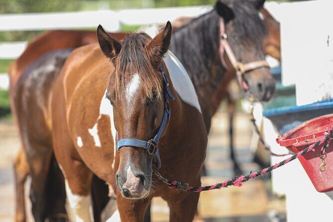 Horseback Riding Tour at Private Ranch - Who should book, and who might be better off skipping