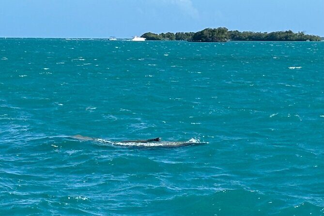 Puerto Rico: Bio Bay Swim and Sunset Charter or Late night tour - What You Should Bring (Because They Don’t Provide Towels or Gear)