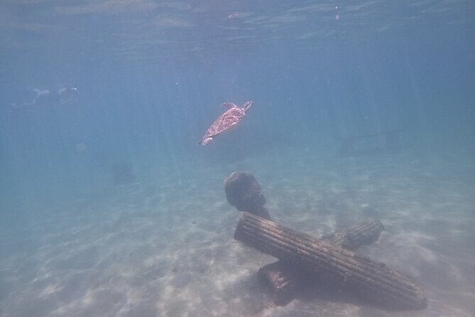 Puerto Rico Jet Snorkel with Turtles and Videos in San Juan - Turtle Spotting: What You’re Actually Chasing