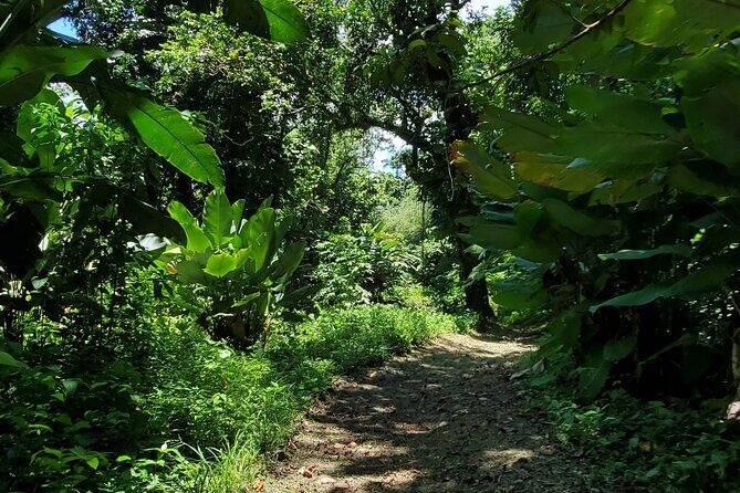 Rainforest and Junglequi Zipline Combo Tour - Luquillo Beach kiosks stop: where lunch and souvenirs happen
