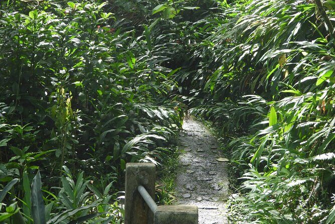 Rainforest Nature Walk & Luquillo Beach Combo - A Half-Day Rainforest Primer, Then Luquillo Beach