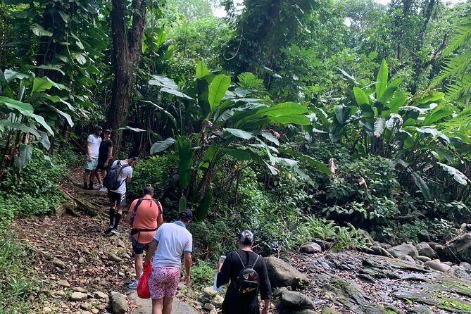 Rainforest Nature Walk & Luquillo Beach Combo - El Yunque National Forest: Tabonuco Trees and Río Mameyes Swim Time