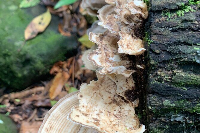 Rainforest Nature Walk & Luquillo Beach Combo - Torre Yokahu: A Quick 69-Foot Forest-Layer Break