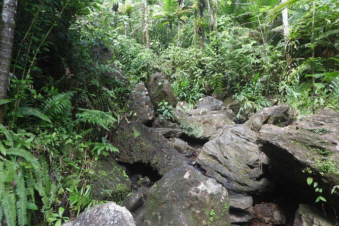 Rainforest Nature Walk & Luquillo Beach Combo - Price and Logistics: Is $75 a Good Deal?