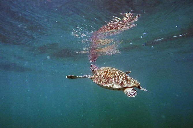 San Juan Guided Snorkel With Turtles Tour and Videos - Sea turtles and reef fish: how to spot wildlife in Guaynabo