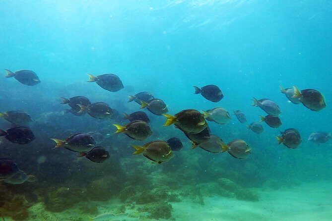 San Juan Guided Snorkel With Turtles Tour and Videos - GoPro video: the souvenir you’ll actually want to keep
