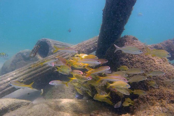 San Juan Guided Snorkel With Turtles Tour and Videos - Price and value: is $42.30 a fair deal?