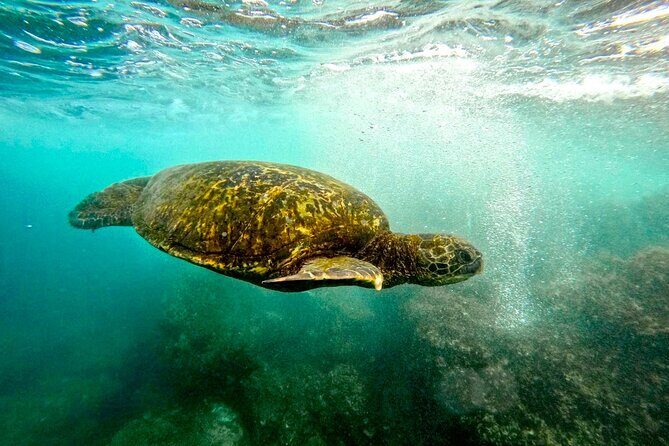 San Juan Guided Snorkel With Turtles Tour and Videos - Who should book this tour (and who should think twice)