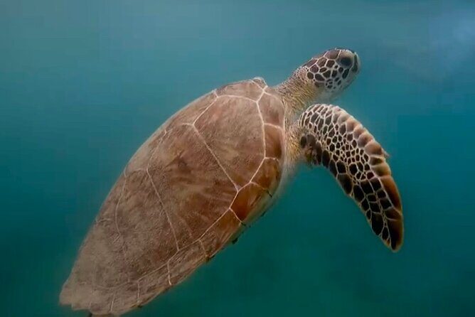 San Juan Guided Snorkel With Turtles Tour and Videos - Getting set up: how instruction makes or breaks snorkeling