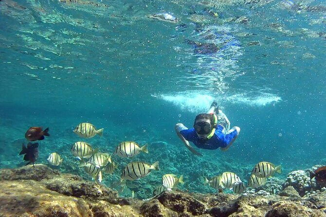 San Juan Guided Snorkeling Experience - With Transport 8am or 3pm - The two-hour rhythm: safety, waist-deep practice, then 90 minutes in the ocean