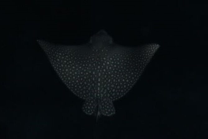 San Juan LED Night Snorkel - Getting comfortable in the dark: gear and guide support