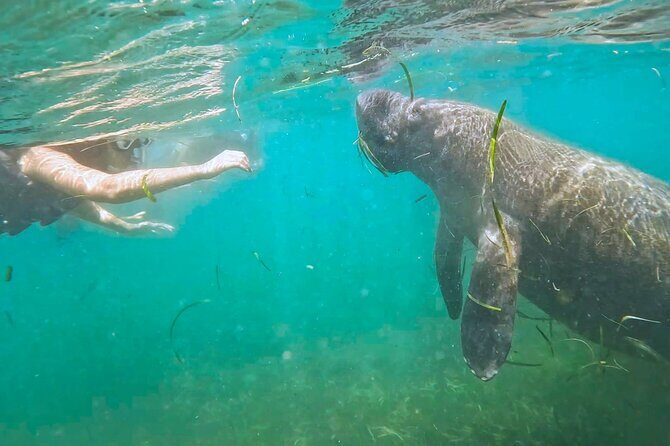 San Juan Snorkel with Turtles and Manatee's; Free Video and Rum! - Quick hits: what makes this tour special