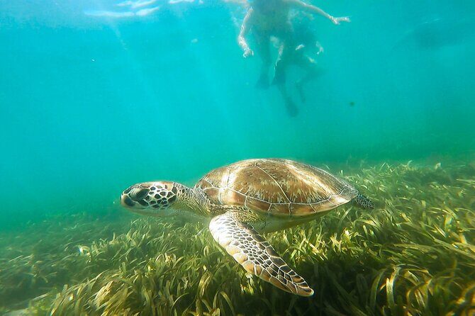 San Juan Snorkel with Turtles and Manatee's; Free Video and Rum! - Getting Started at Playita del Condado (and Why That Location Helps)