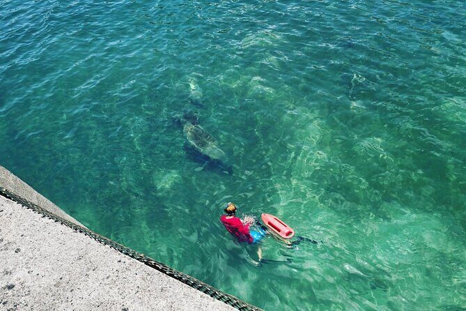 San Juan Snorkel with Turtles and Manatee's; Free Video and Rum! - Sea Turtles and Manatees: How the Guarantee Works (and What Wild Timing Means)