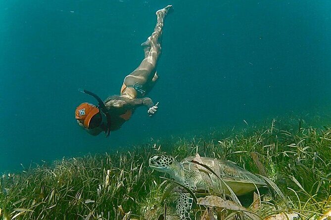 San Juan Snorkel with Turtles and Manatee's; Free Video and Rum! - What You’ll See Besides the Headliners