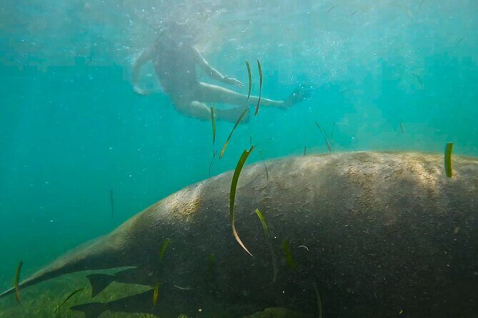 San Juan Snorkel with Turtles and Manatee's; Free Video and Rum! - Rules and Small Gotchas That Can Make or Break Your Day