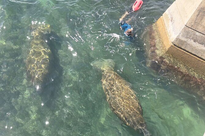 San Juan Snorkel with Turtles and Manatee's; Free Video and Rum! - The Free Video and Rum: A Souvenir That Actually Costs You Nothing