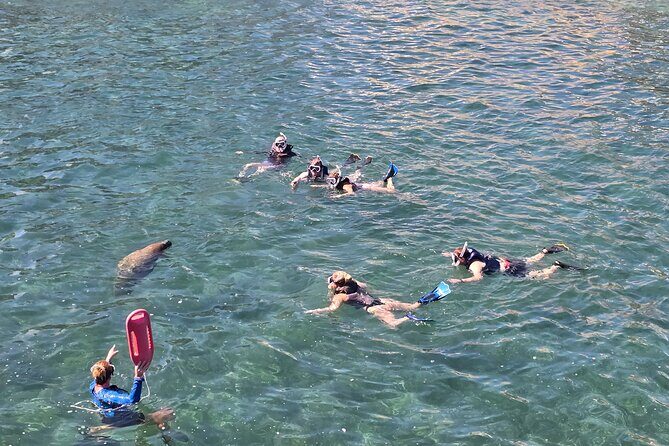 San Juan Snorkel with Turtles and Manatee's; Free Video and Rum! - The 1.5-Hour Flow: From Fins On to Wildlife Watching